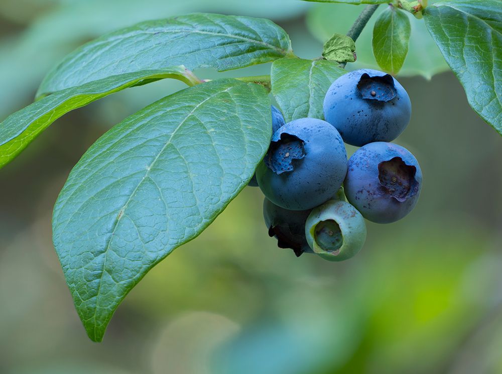 Washington State. Ripe blueberry fruit and green leaves